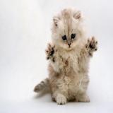 Animals and Pets General
