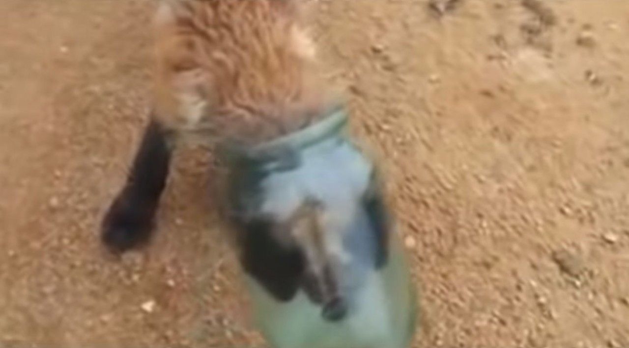 Fox baby in Russia asks humans for help