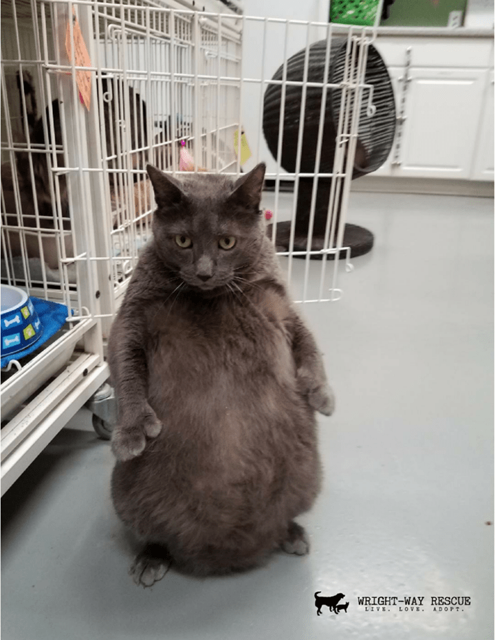 Morton Grove, IL Cat Walks Like Human