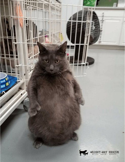 Cat Walks Like Human