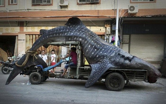 Chinese Fisherman Catches Massive Whale Shark