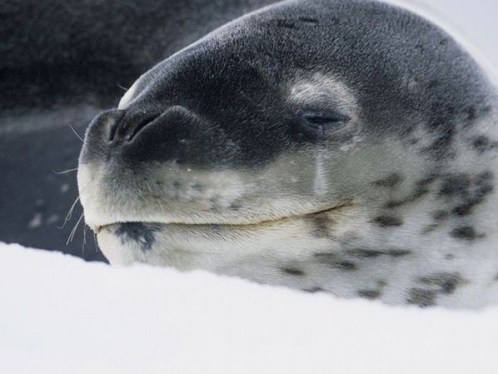 Leopard Seal Kills Diver