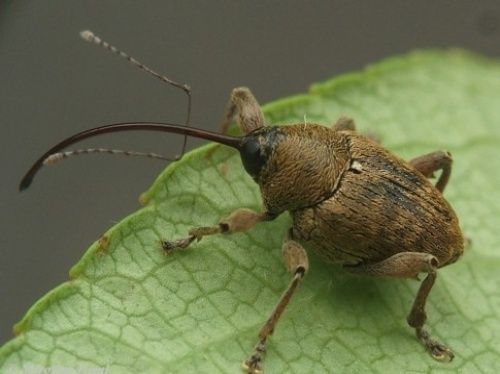 Acorn Weevil