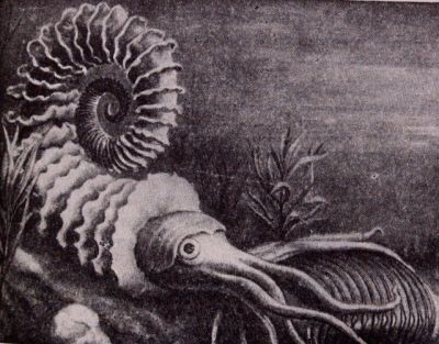 Ammonite Ammonite