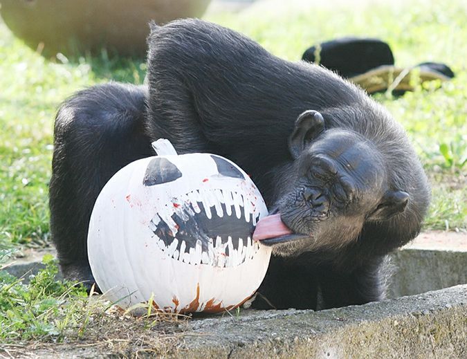 Its so easy, this monkey can do it Its so easy, this monkey can do it