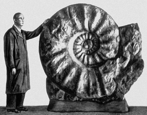 Man compared to ammonite Man compared to ammonite