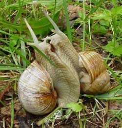 Snail slime could cure acne