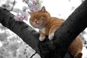 https://theorderoftheironphoenix.com/images/uploads/2013/01/Animal-Healing-Powers-One-300x200.jpg