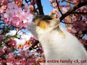 My cat spring card