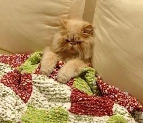 I wouldnt lift a paw to help you