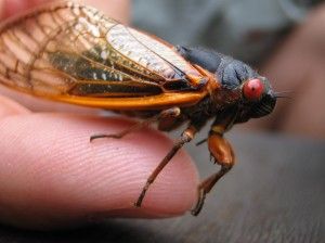 One Billion Cicadas To Attack The East Coast